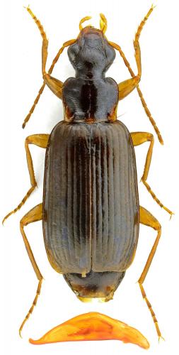 Dromius quadraticollis